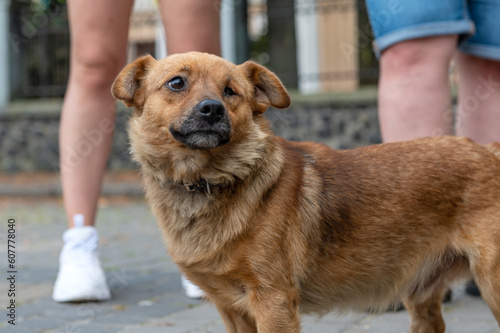 Konstfotografi Red stray dog outdoor