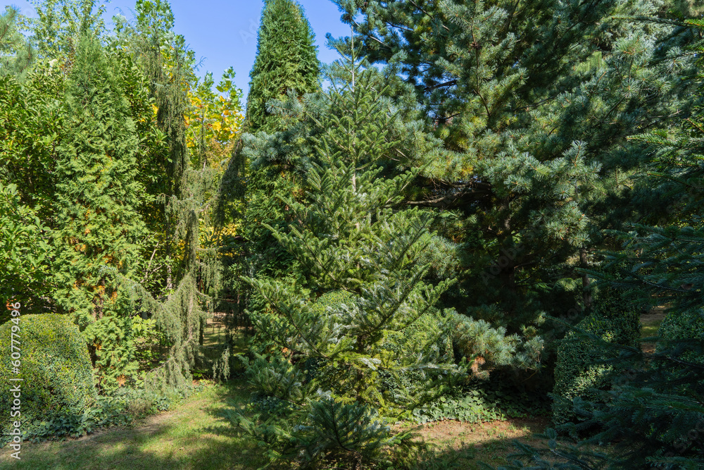 Evergreens in Landscape garden. Korean fir Abies koreana. In background are juniper Juniperus communis Horstmann, western thuja Columna and boxwood bushes. Nature concept for design. Evergreens in Landscape garden. Korean fir Abies koreana. In background are juniper Juniperus communis Horstmann, western thuja Columna and boxwood bushes. Nature concept for design.