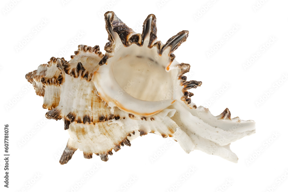 shell of a sea snail on a transparent background. png shell of a sea snail on a transparent background. png