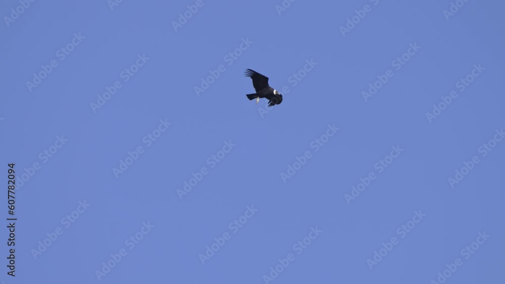 Tracking follow of large black feathered white head raptor bird soaring in sky Tracking follow of large black feathered white head raptor bird soaring in sky