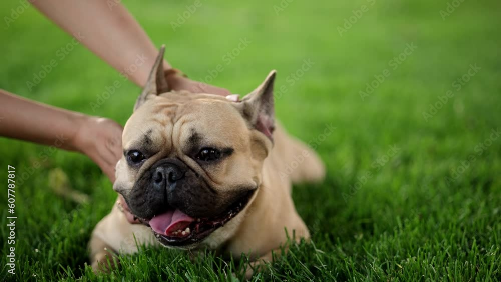 Portrait of adorable, happy dog of the French Bulldog breed in the park on the green grass at sunset. Portrait of adorable, happy dog of the French Bulldog breed in the park on the green grass at sunset.