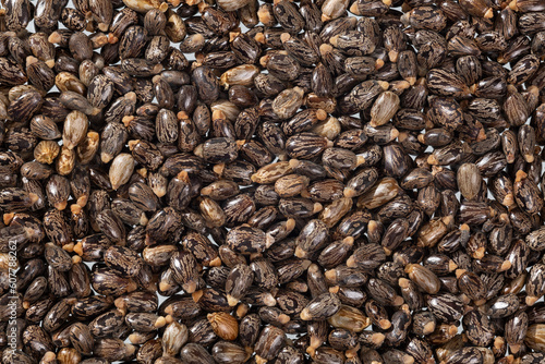 Ricinus Communis – Dried Seeds Of The Fruit Of The Castor Bean Plant photo