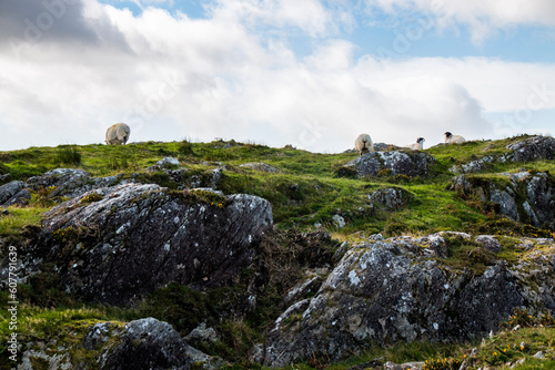 Landscape with sheep on beautiful pasture in the mountains in Ireland © Kateina