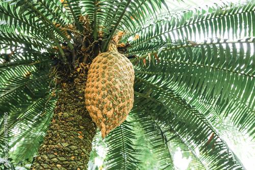 The Dioon spinulosum tree with a large hanging fruit. The large fruit of the Dioon spinulosum tree is hanging against a green branches. The image is taken from below. photo