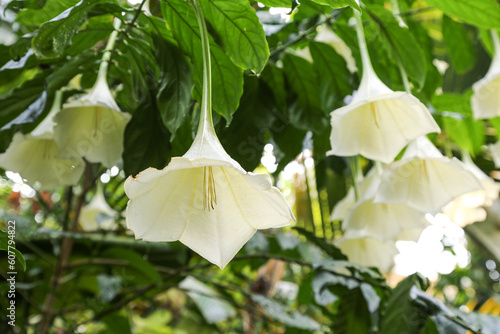 A blooming shrub Osa pulchra with a beautiful white buds. The image is taken from below.