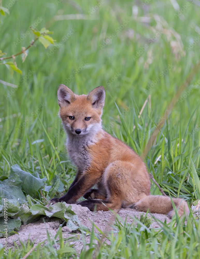Obraz premium Red fox kit (Vulpes vulpes) sitting by its den in the forest in early spring in Canada