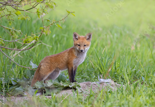 Red fox kit (Vulpes vulpes) sitting by its den in the forest in early spring in Canada © Jim Cumming