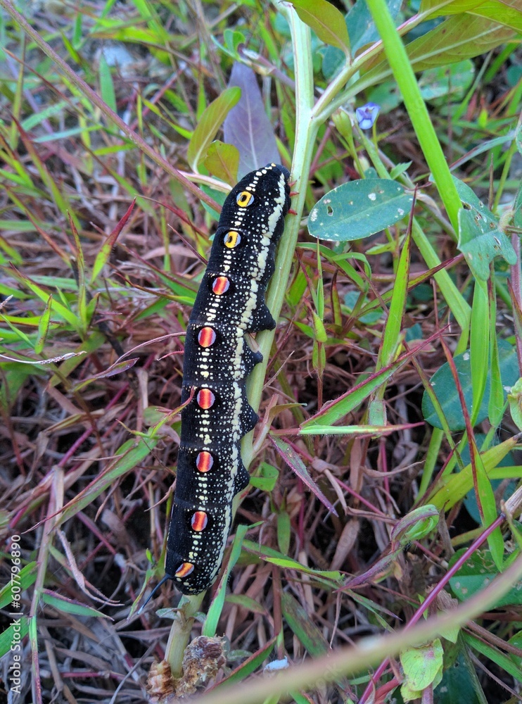 The black caterpillar outside clings to the tree The black caterpillar outside clings to the tree