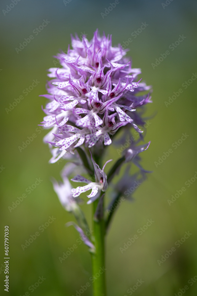 Beautiful pink orchid Neotinea tridentata protected on a meadow in Moravia in the Czech Republic Beautiful pink orchid Neotinea tridentata protected on a meadow in Moravia in the Czech Republic