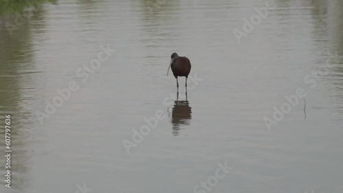 Lone Glossy ibis preening in the shallow waters of the lake photo