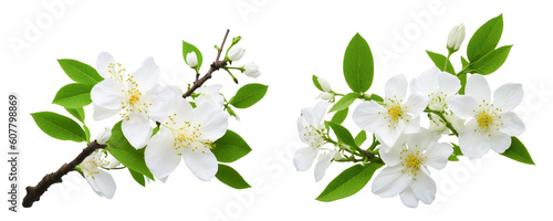 Fotografiet white flowers of tree on white. Generative Ai