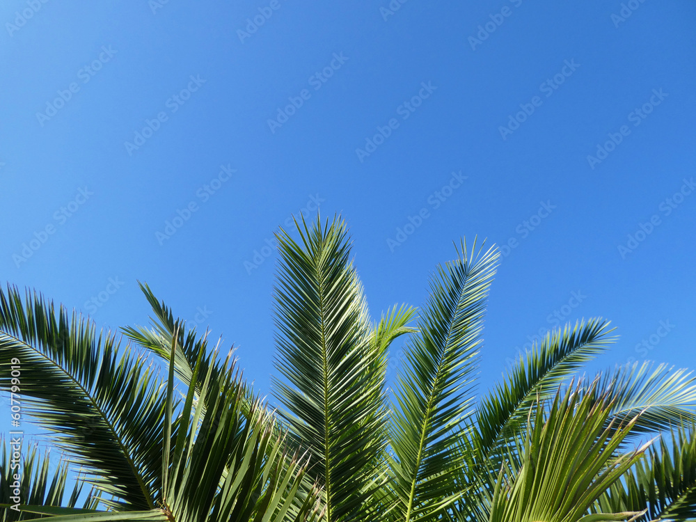 palm tree leaves against clear blue sky with space for text palm tree leaves against clear blue sky with space for text