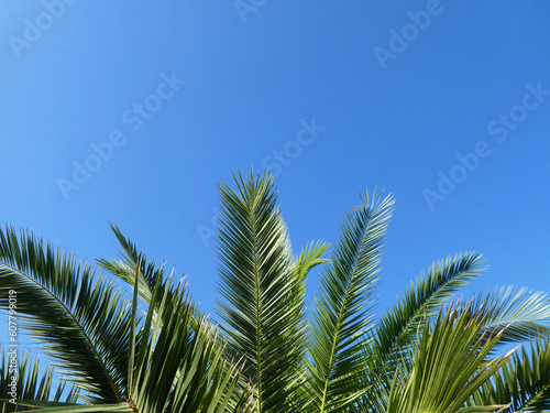 palm tree leaves against clear blue sky with space for text