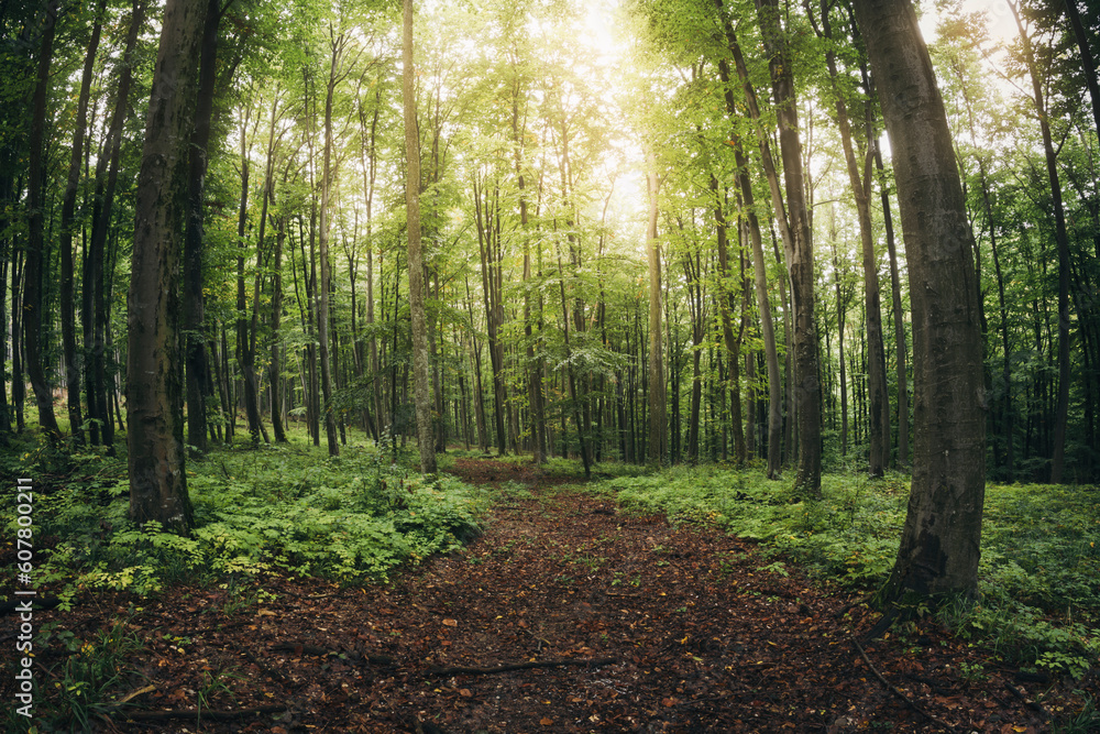 Obraz premium sun light in green forest at sunrise