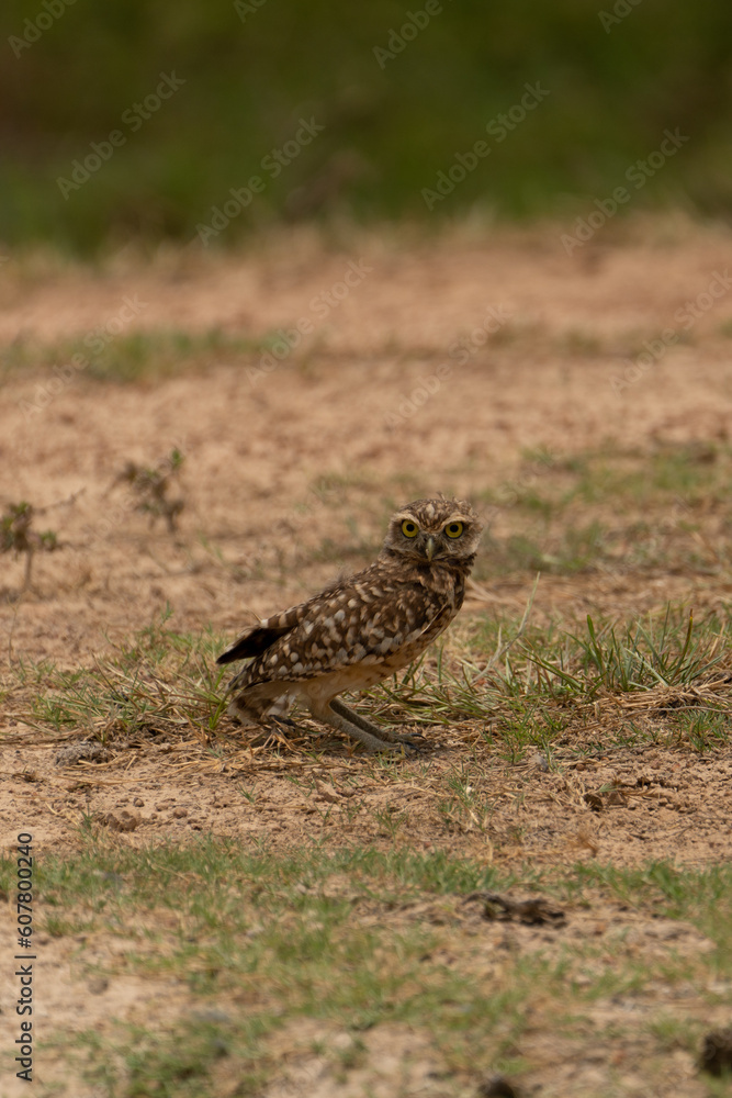 Burrowing Owl - Athene cunicularia Burrowing Owl - Athene cunicularia