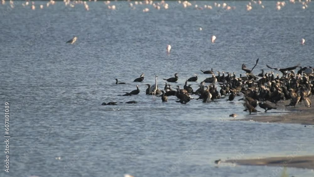 Gulp of cormorants close to lake shore and flying away one by one Gulp of cormorants close to lake shore and flying away one by one