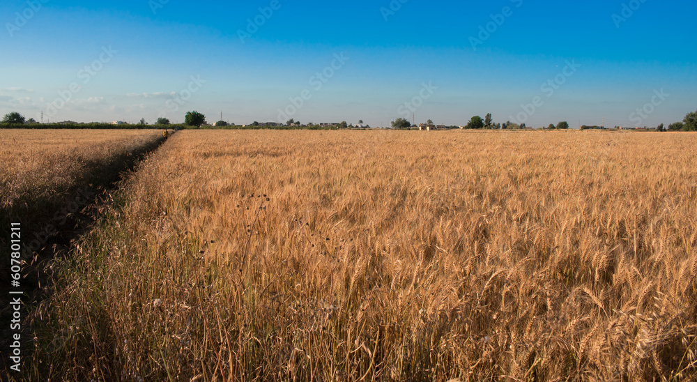 An agricultural field with natural and organic wheat