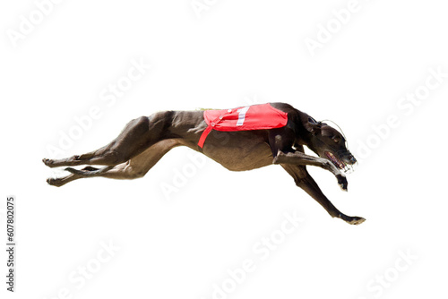 Side view of a running black english greyhound wearing a red jacket with a number one it on a white background