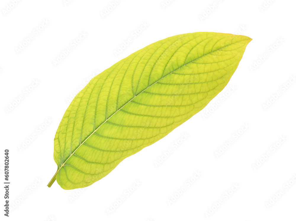 Obraz premium Mitragyna speciosa Korth on transparent png.
