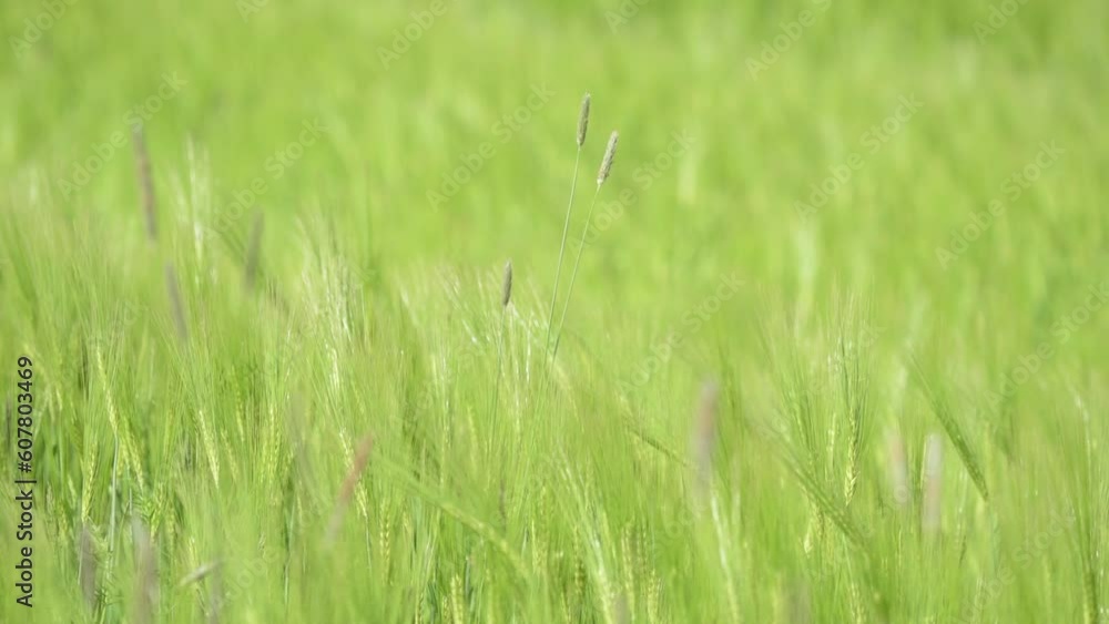 Barley, Hordeum, and long grasses moving in the wind in an agricultural field in the rural countryside, slow motion video
Barley, Hordeum, and long grasses moving in the wind in an agricultural field in the rural countryside, slow motion video