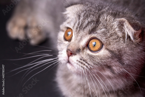 Scottish fold kitten, silve...