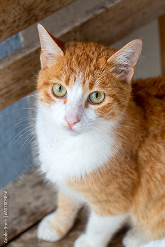 Orange yellow stray cat