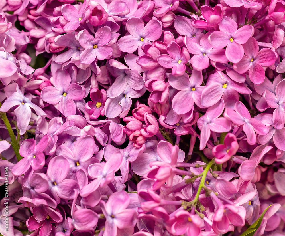 Lilac flowers background square. Floral lilac background.