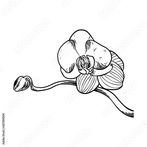 Hand drawn flower botanical...
