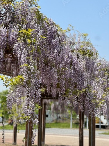 purple flower tree blooming in spring.