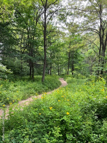 footpath in the forest