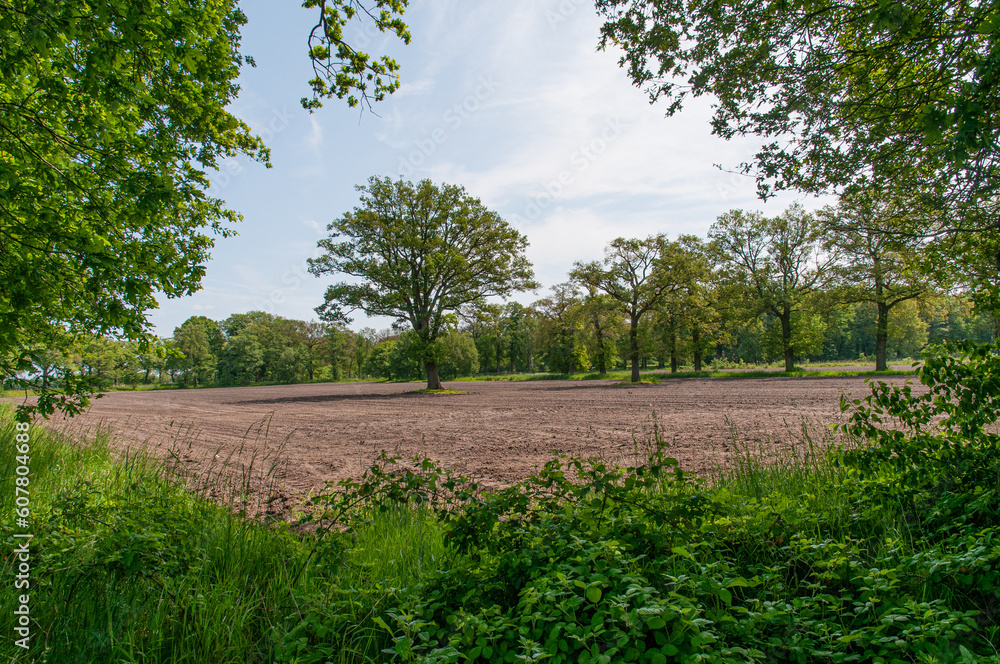 Fototapeta premium Eertbeeckse Beekpad