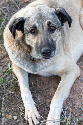 The street dog is sitting a...
