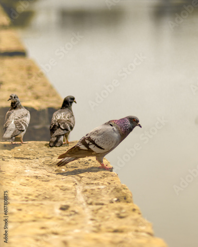 pigeons on a wall 