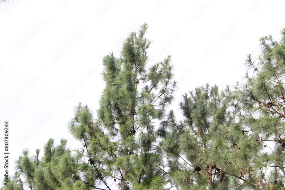 pine tree branches pine tree branches