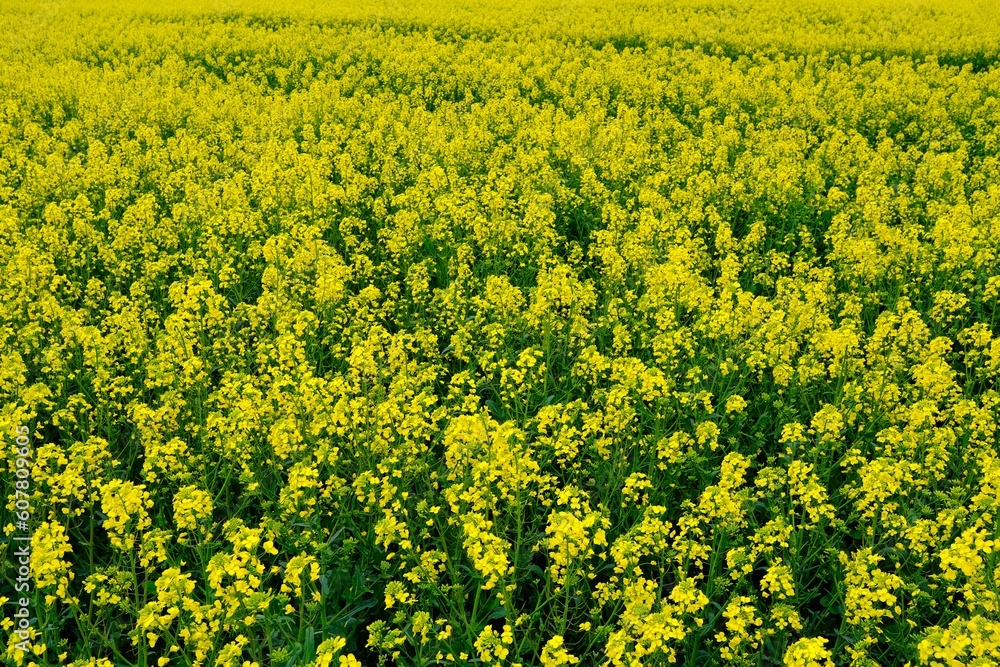 Raps Feld mit gelben Blüten