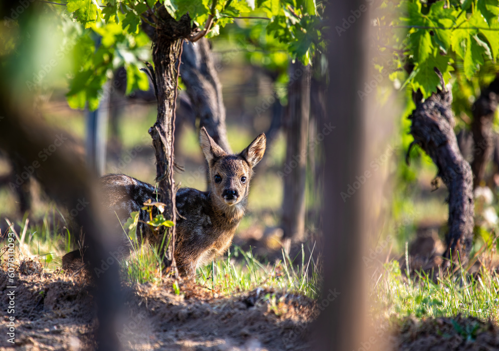 Baby roe deer, capreolus capreolus, standing in a vineyard looking to the camera Baby roe deer, capreolus capreolus, standing in a vineyard looking to the camera