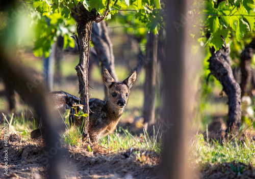 Baby roe deer, capreolus capreolus, standing in a vineyard looking to the camera