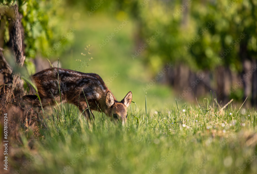 European roe deer fawn - Capreolus capreolus - standing in a vineyard. Detail of young animal in natural habitat. Wildlife scene from nature. European roe deer fawn - Capreolus capreolus - standing in a vineyard. Detail of young animal in natural habitat. Wildlife scene from nature.