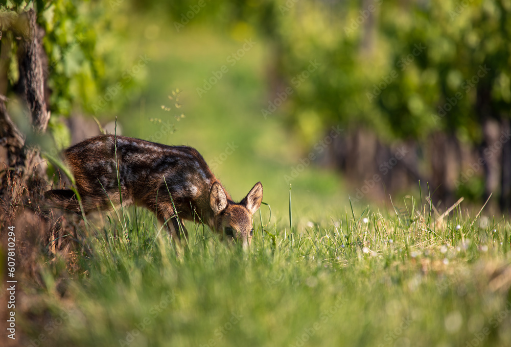 European roe deer fawn - Capreolus capreolus - standing in a vineyard. Detail of young animal in natural habitat. Wildlife scene from nature.