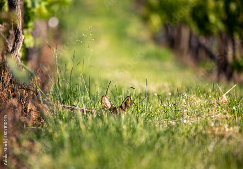 A european roe deer fawn - Capreolus capreolus - hiding in the grass of a vineyard photo