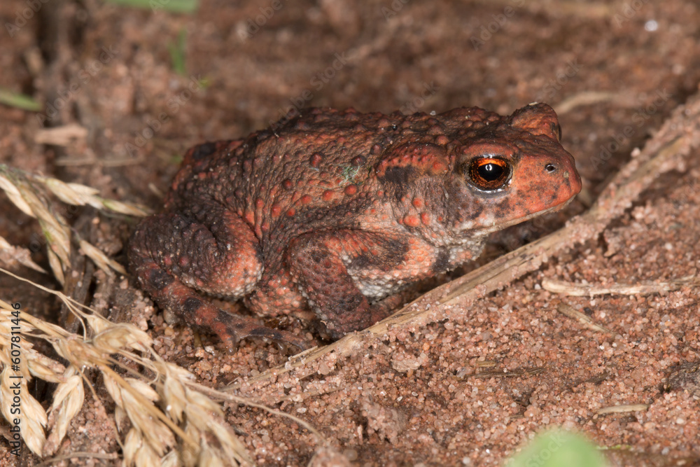 Erdkröte (Bufo bufo) auf einem Waldweg bei Limbach