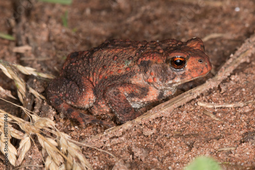 Obraz na płótnie Erdkröte (Bufo bufo) auf einem Waldweg bei Limbach w salonie