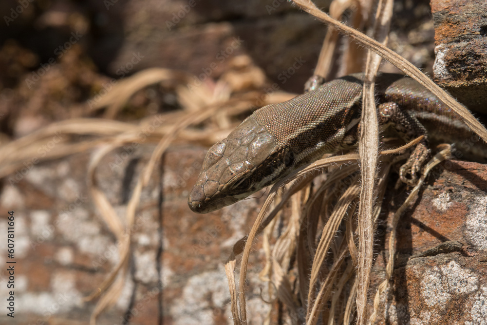 Mauereidechse (Podarcis muralis) auf dem Apolloweg in Valwig an der Mosel