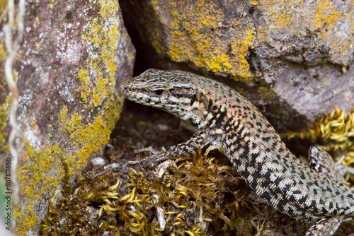 Obraz na płótnie Mauereidechse (Podarcis muralis) auf dem Apolloweg in Valwig an der Mosel w salonie