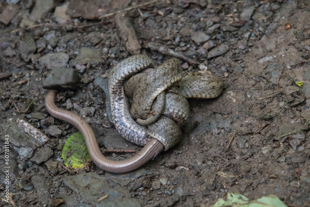 Obraz premium Schlingnatter (Coronella austriaca) im Dortebachtal an der Mosel mit erbeuteter Blindschleiche