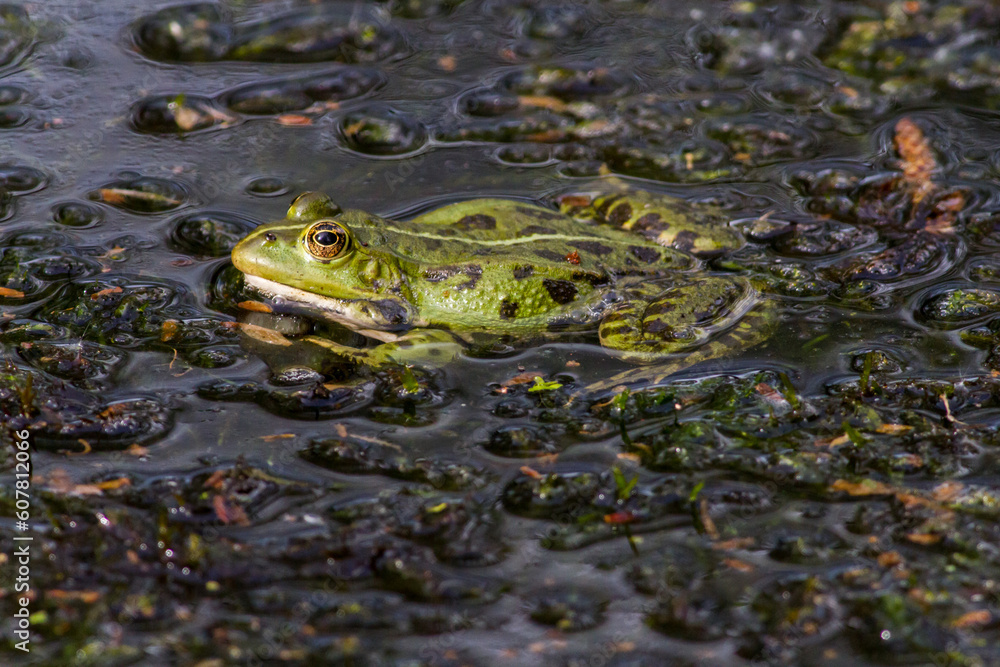 Wasserfrosch (Rana esculenta) im Löschteich am Zollbahnhof in Homburg Wasserfrosch (Rana esculenta) im Löschteich am Zollbahnhof in Homburg