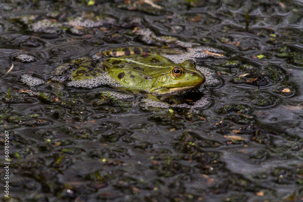 Wasserfrosch (Rana esculenta) im Löschteich am Zollbahnhof in Homburg Wasserfrosch (Rana esculenta) im Löschteich am Zollbahnhof in Homburg