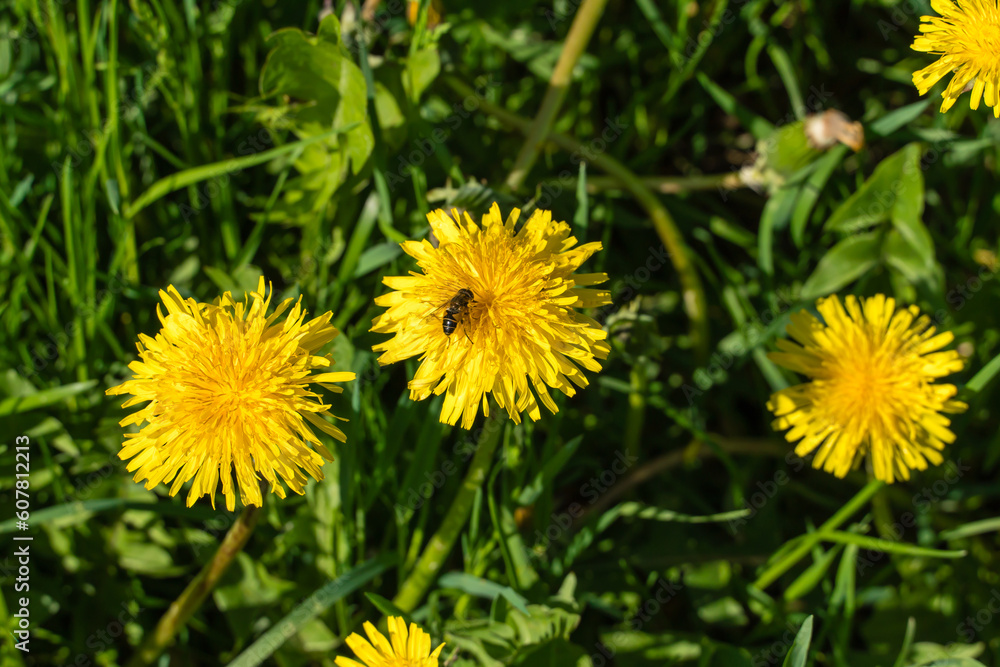 A fly on a yellow dandelion as a natural background. A fly on a yellow dandelion as a natural background.