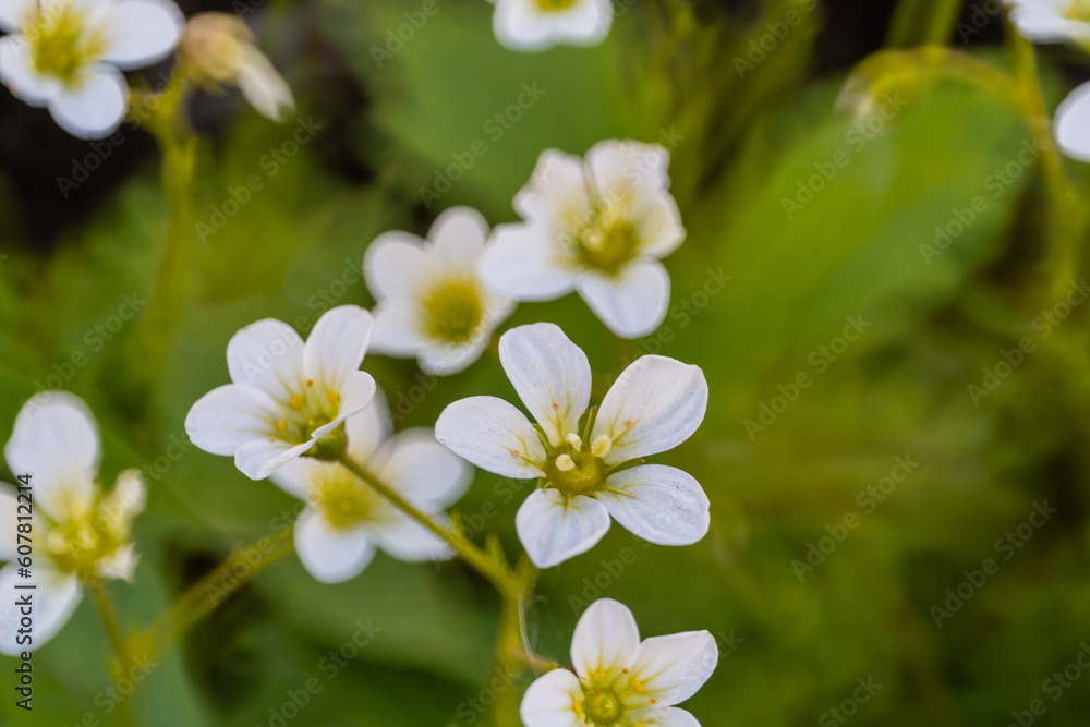 Close-up of small white ornamental moss flowers. Close-up of small white ornamental moss flowers.