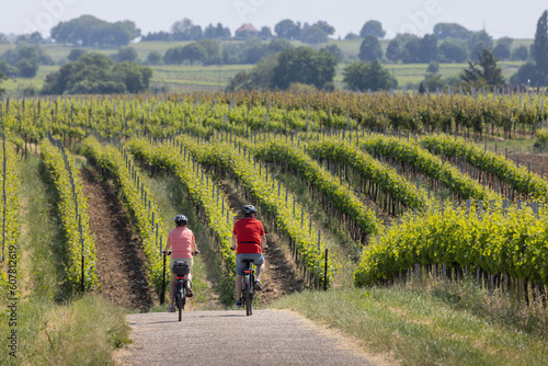 Senioren fahren E-bike in sonniger Landschaft mit Weinreben in der Pfalz